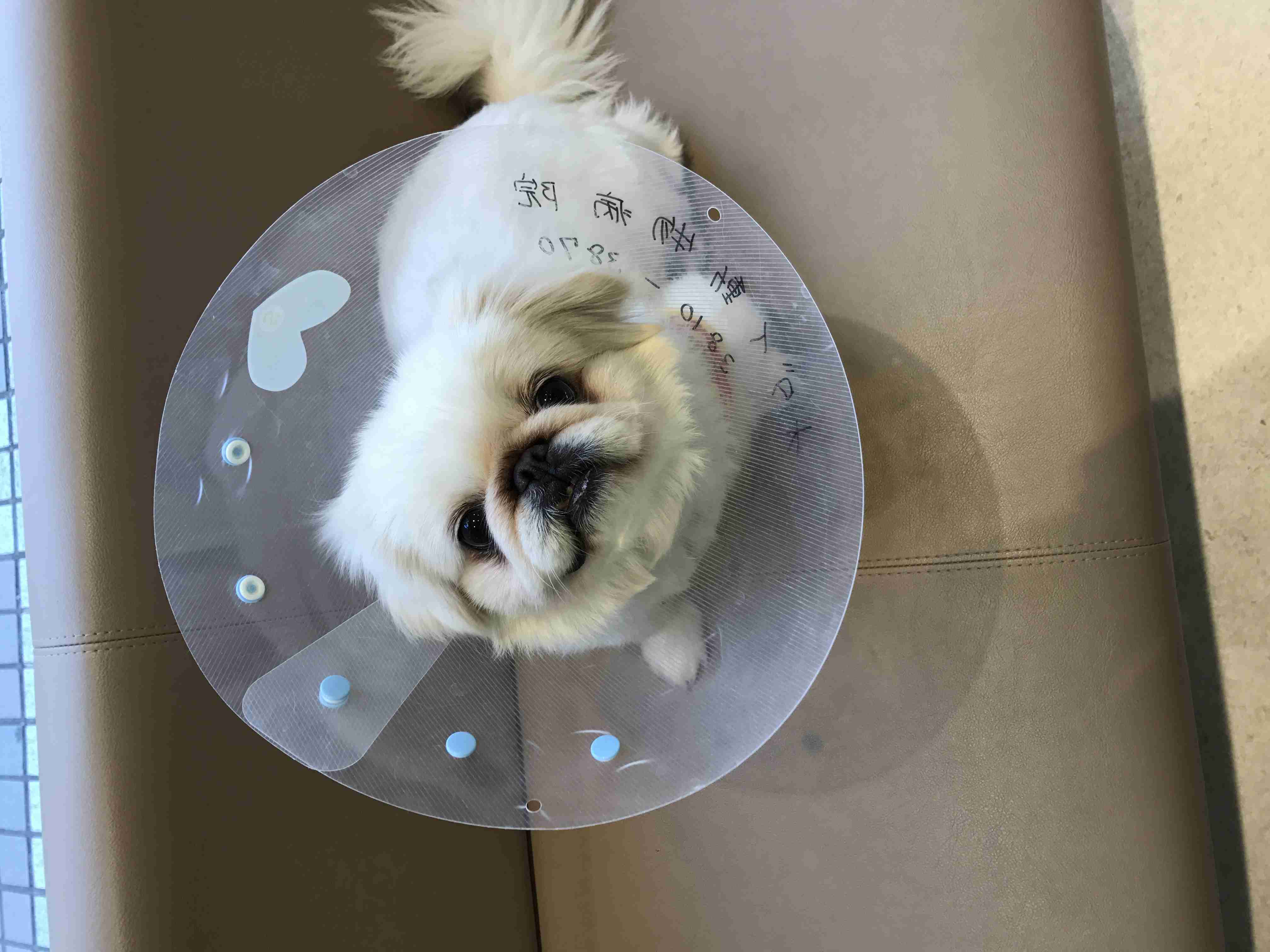 鼻ぺちゃ犬同好会
