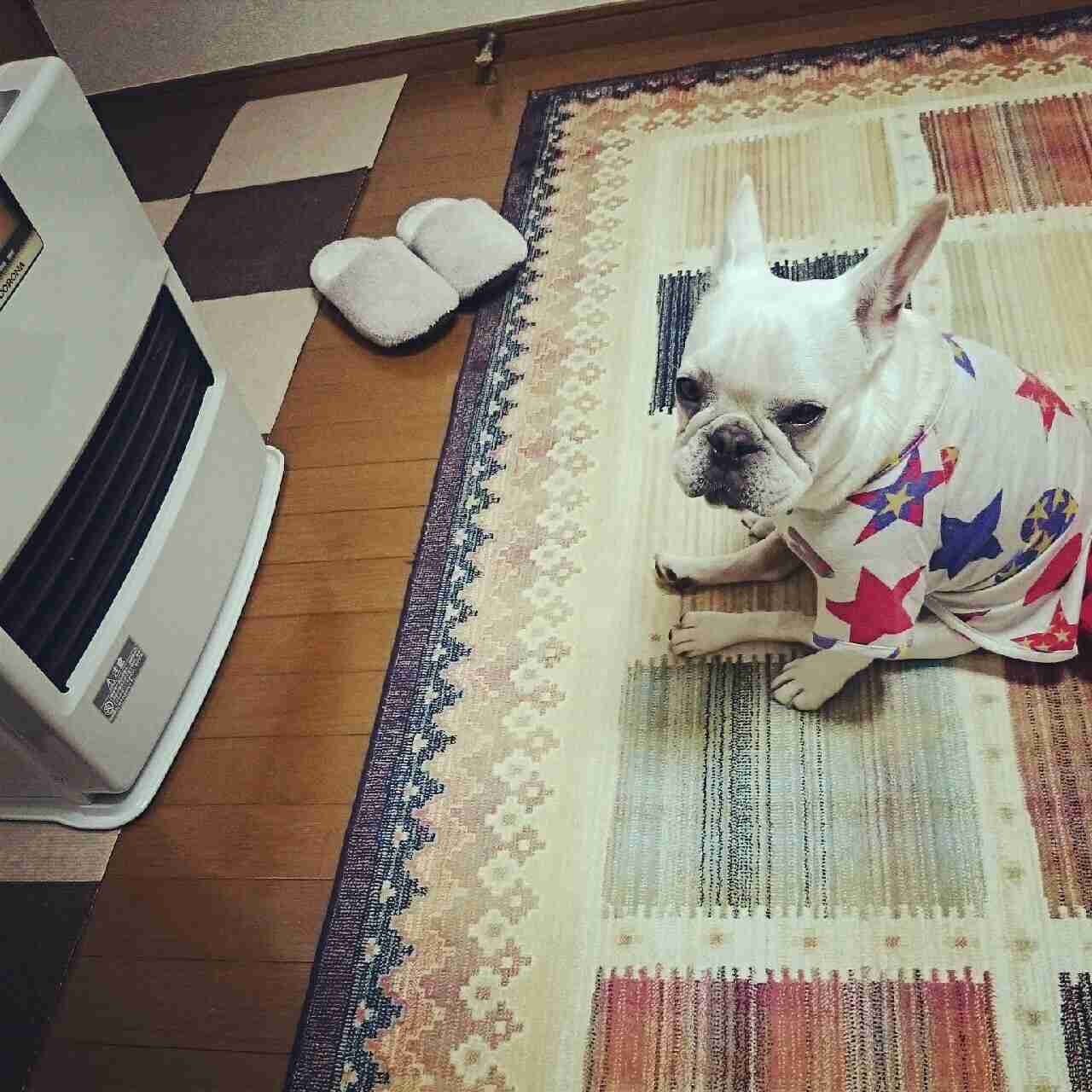 鼻ぺちゃ犬同好会