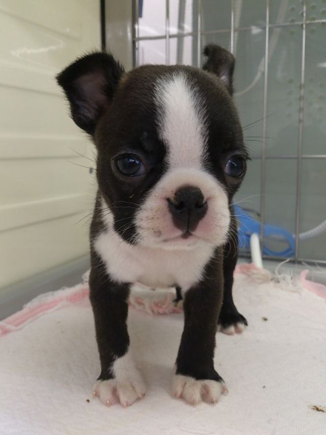 鼻ぺちゃ犬同好会