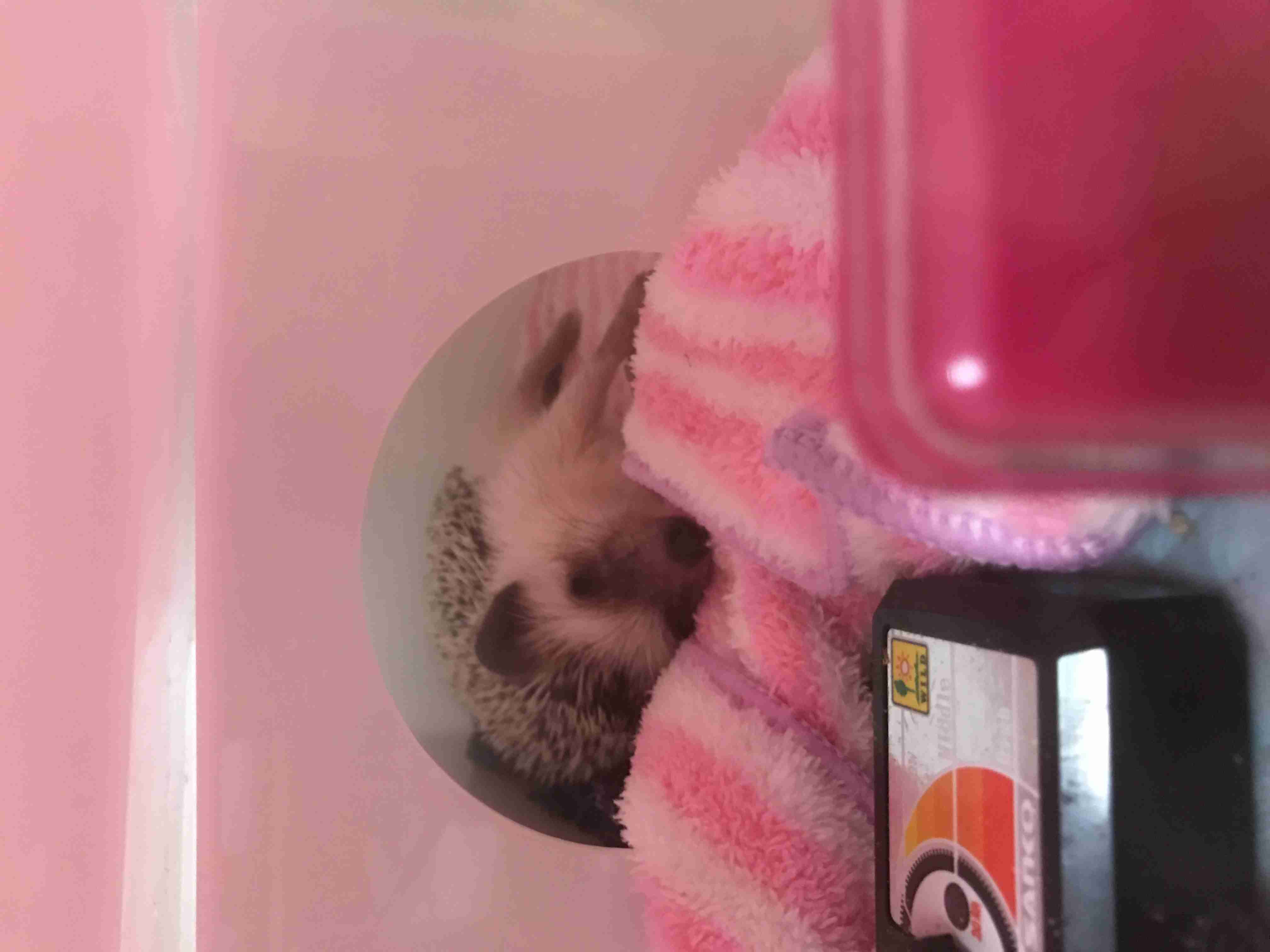 怪我でも病気でもないハリネズミで動物病院がいっぱいに？その驚きの理由とは？ 