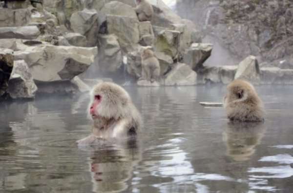 温泉に入ってる気分になれるトピ    