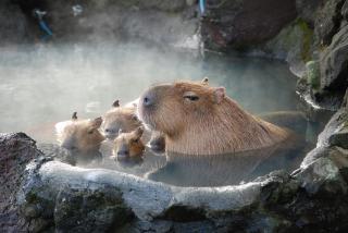温泉に入ってる気分になれるトピ    