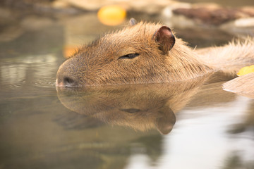 温泉に入ってる気分になれるトピ    