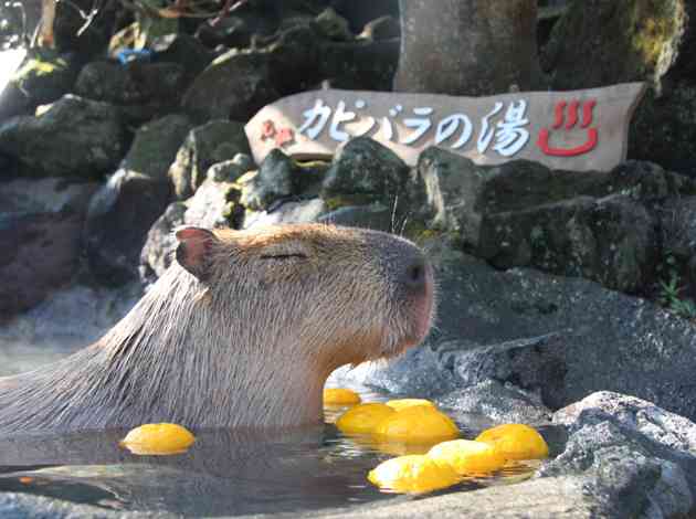 温泉に入ってる気分になれるトピ    
