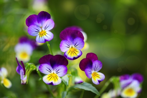 冬に楽しめる鉢植えのお花