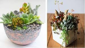 冬に楽しめる鉢植えのお花