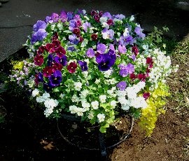 冬に楽しめる鉢植えのお花