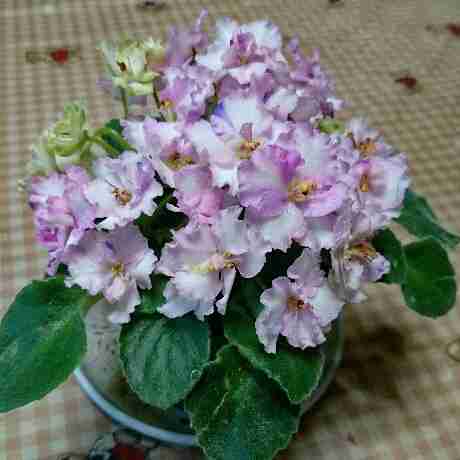 冬に楽しめる鉢植えのお花