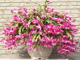 冬に楽しめる鉢植えのお花