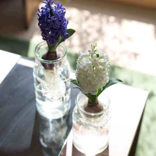 冬に楽しめる鉢植えのお花
