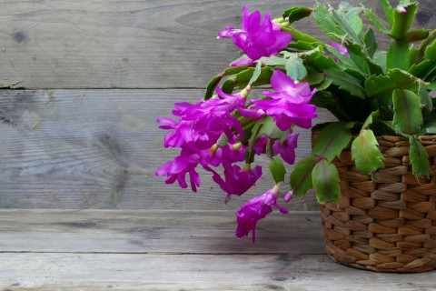 冬に楽しめる鉢植えのお花