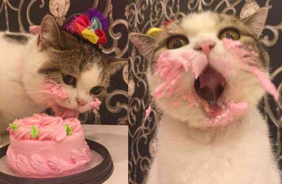 今日誕生日です。誰かプレゼント画像下さい
