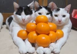 今日誕生日です。誰かプレゼント画像下さい