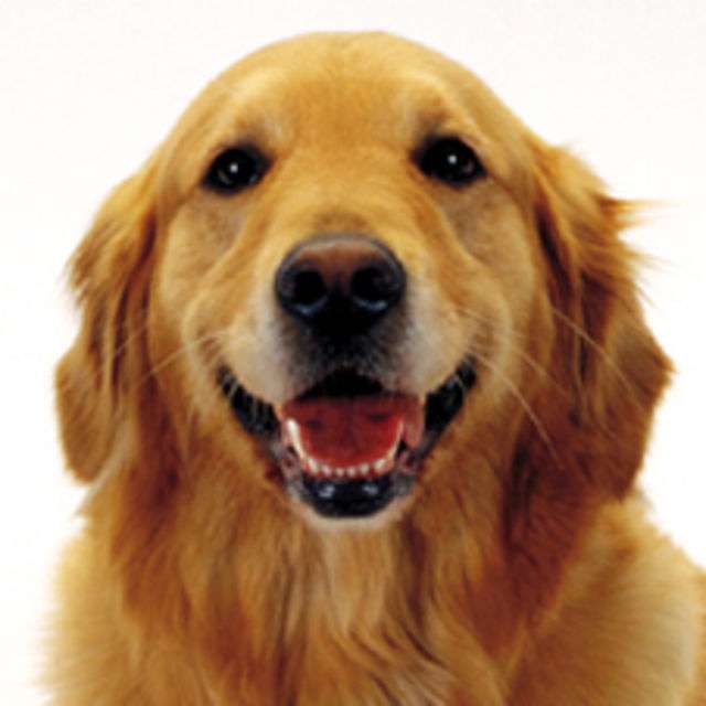 好きな大型犬