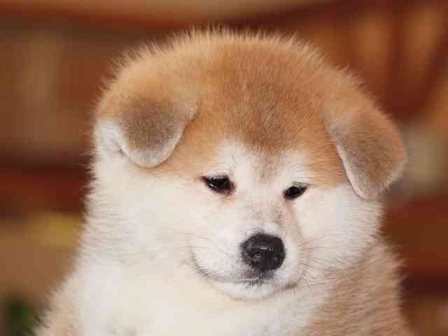好きな大型犬