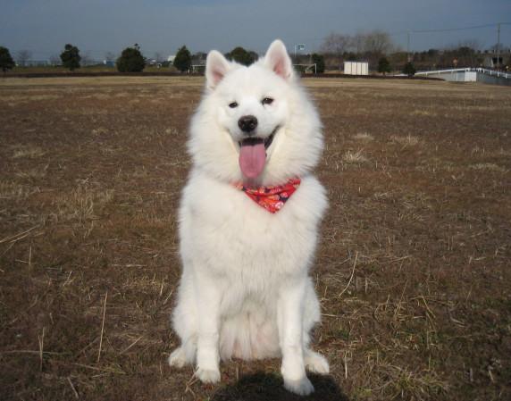 好きな大型犬