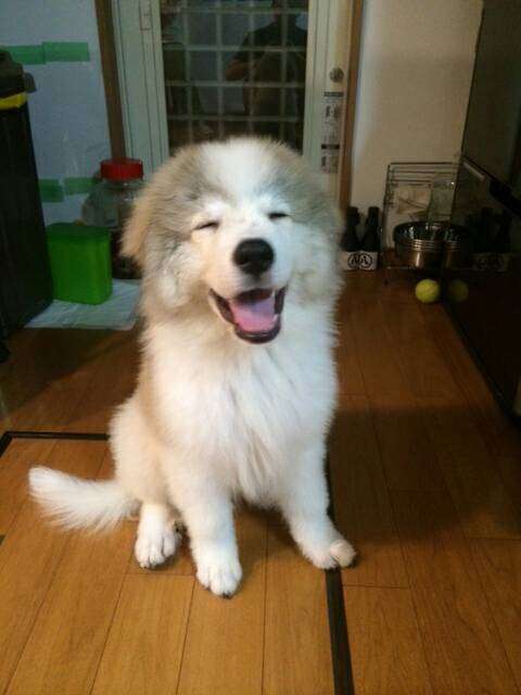 好きな大型犬