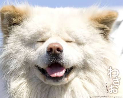 好きな大型犬