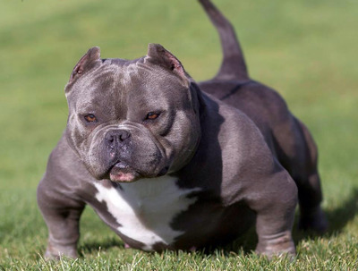 好きな大型犬