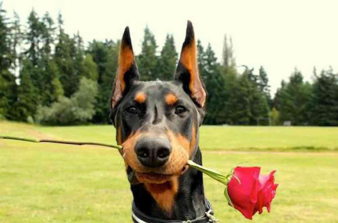 好きな大型犬