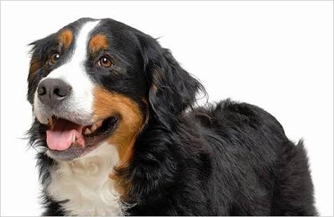 好きな大型犬