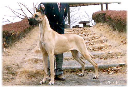 好きな大型犬