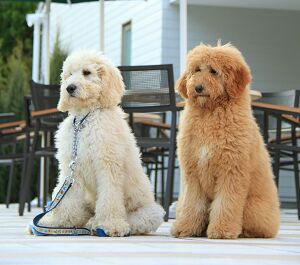 好きな大型犬