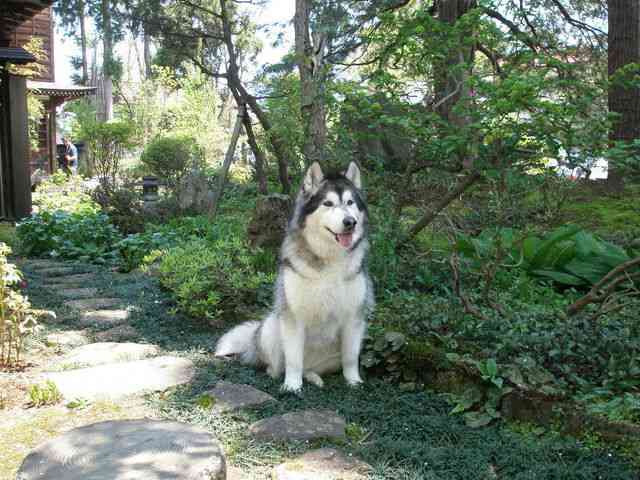 好きな大型犬