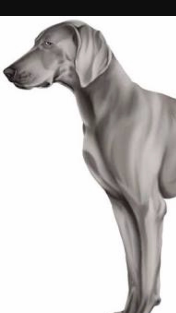好きな大型犬