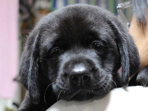 好きな大型犬