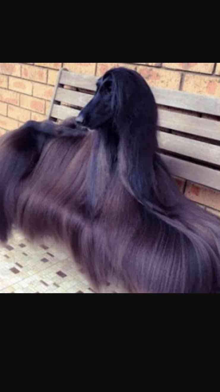 好きな大型犬