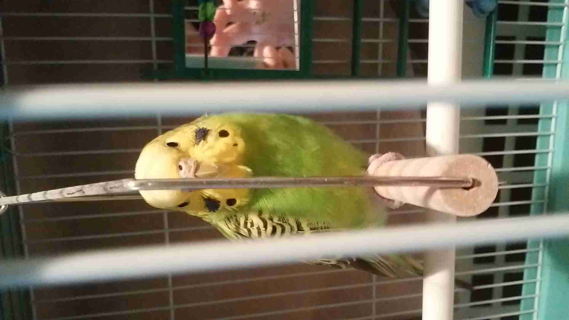 コミュ障の苦悩を語るトピ