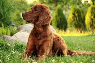 珍しい犬種を語りたい！