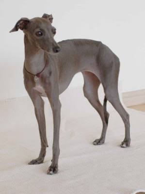 珍しい犬種を語りたい！
