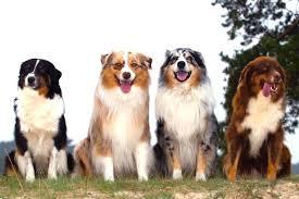 珍しい犬種を語りたい！