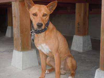 珍しい犬種を語りたい！