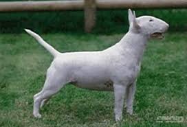 珍しい犬種を語りたい！