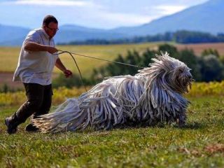 珍しい犬種を語りたい！