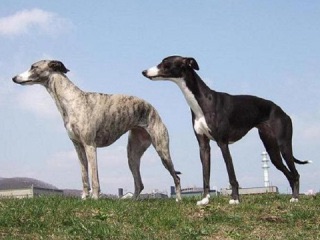 珍しい犬種を語りたい！