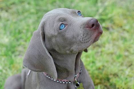珍しい犬種を語りたい！
