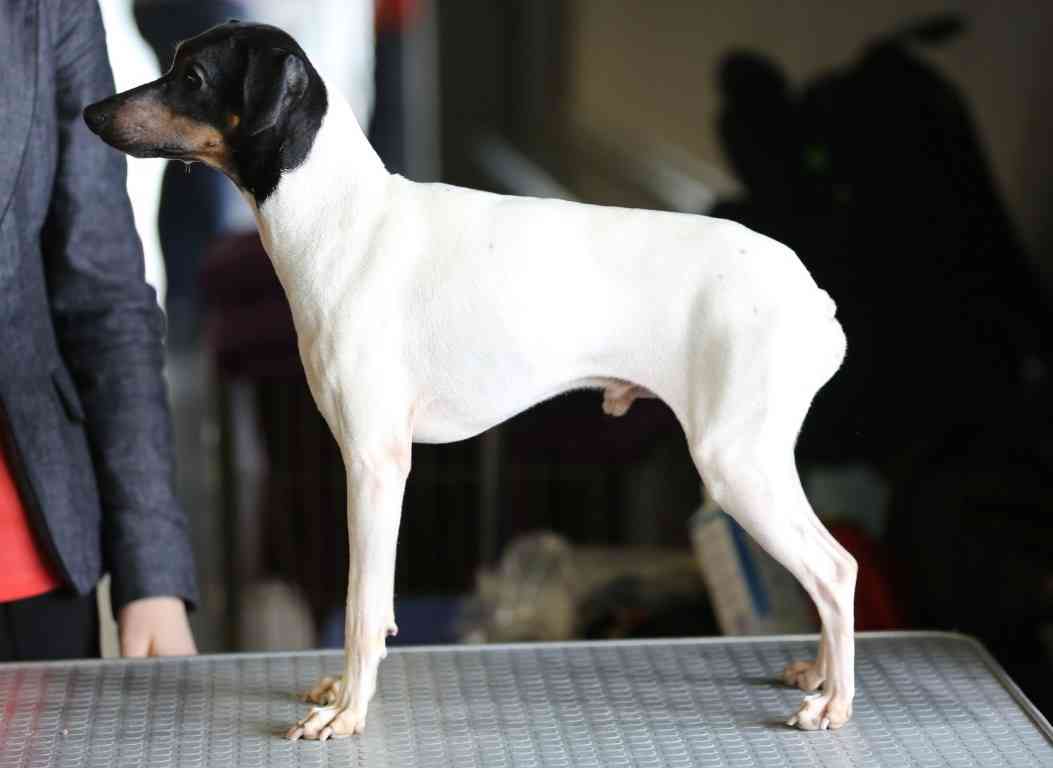 珍しい犬種を語りたい！
