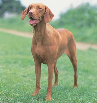 珍しい犬種を語りたい！