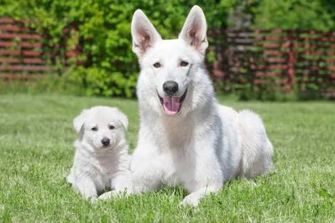 珍しい犬種を語りたい！