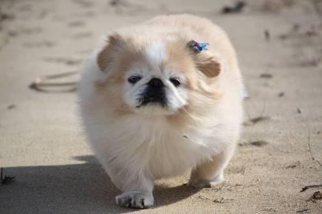 珍しい犬種を語りたい！