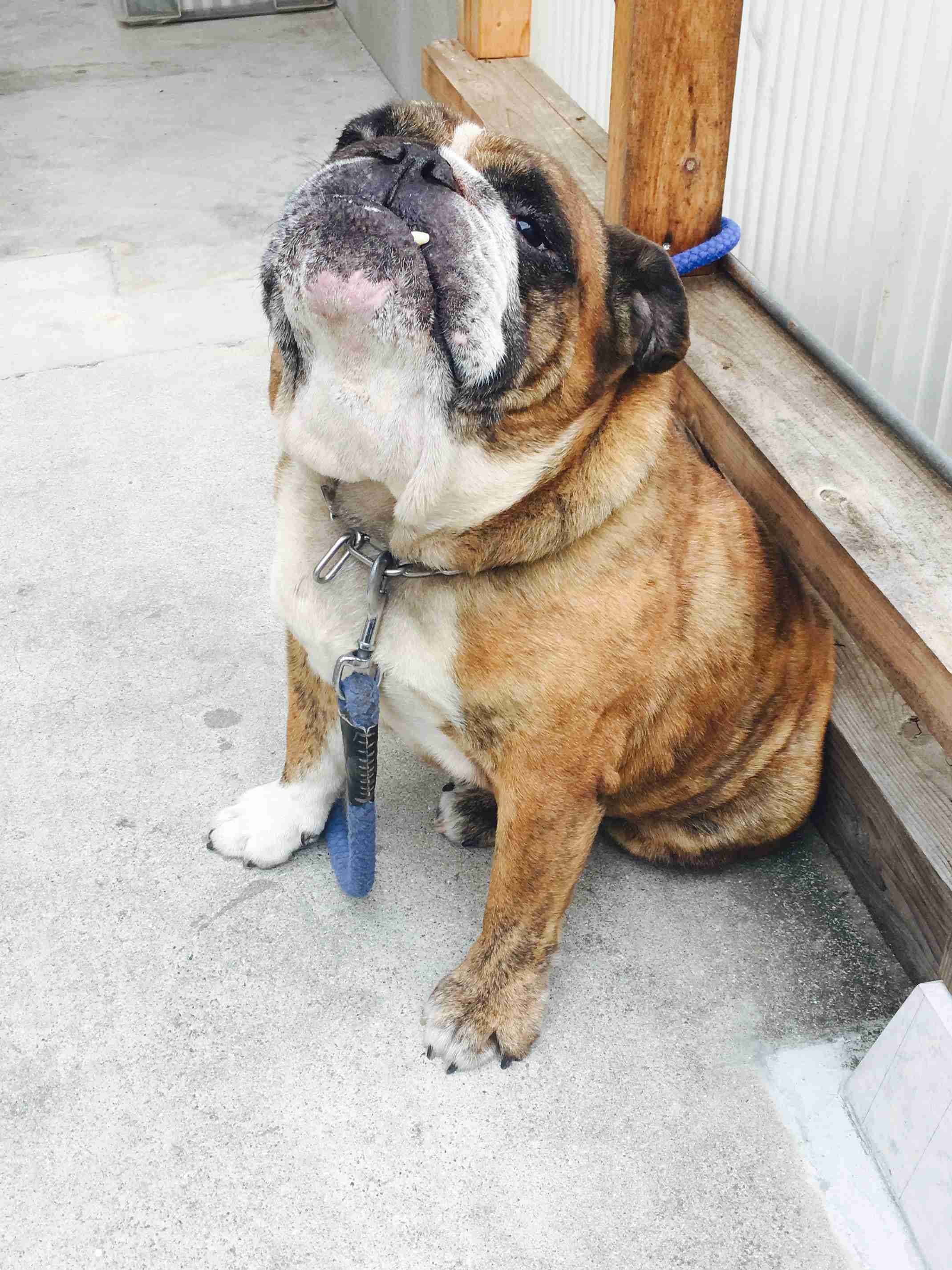 珍しい犬種を語りたい！