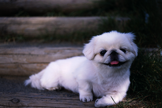 珍しい犬種を語りたい！