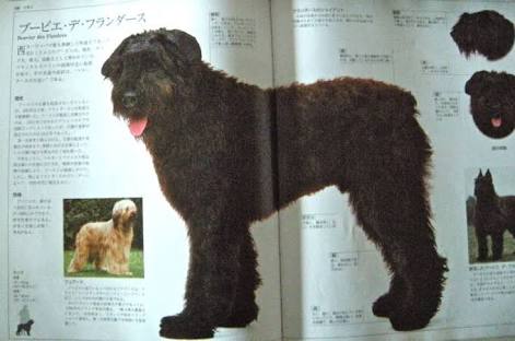 珍しい犬種を語りたい！