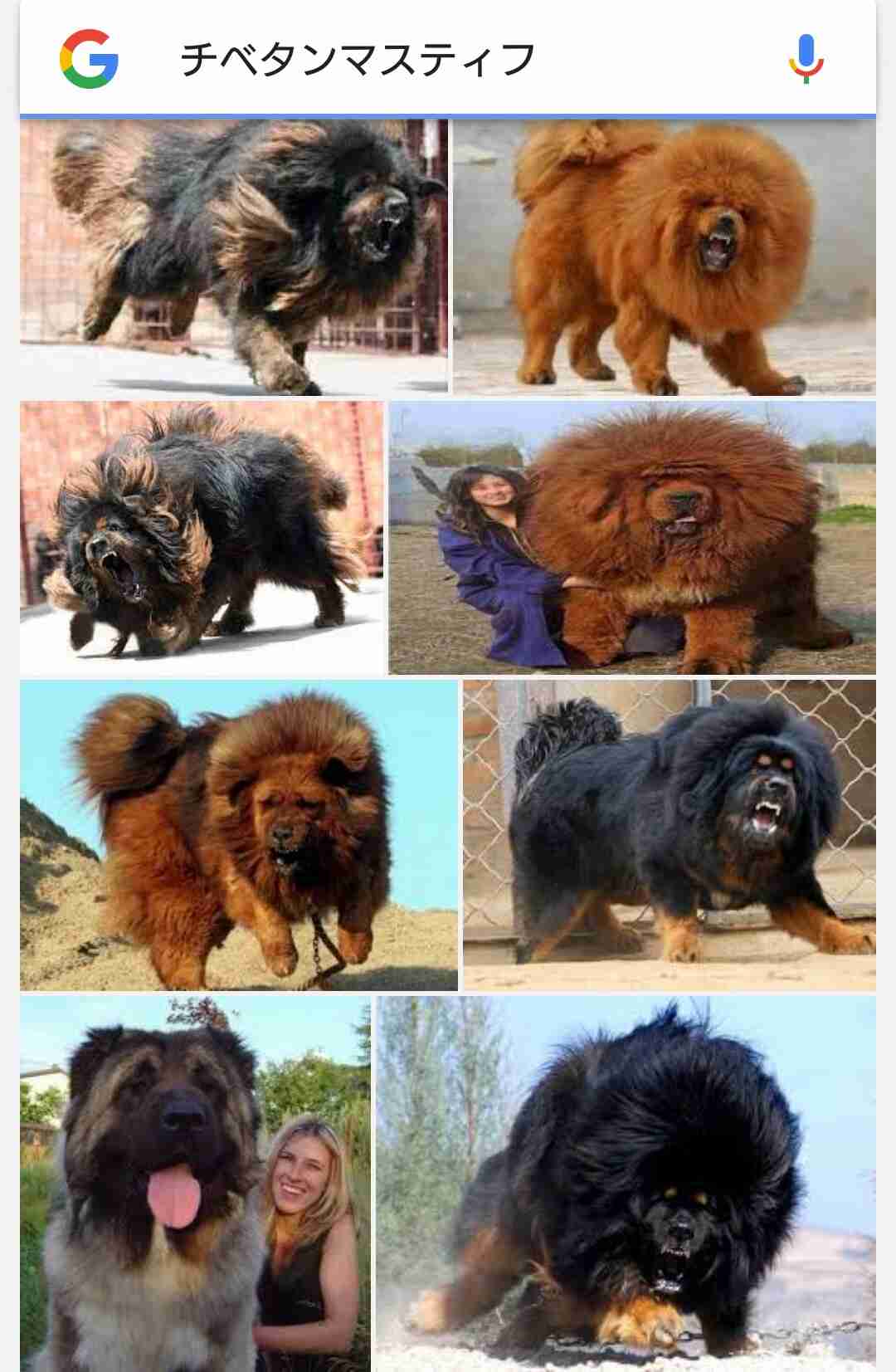 珍しい犬種を語りたい！