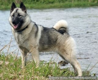 珍しい犬種を語りたい！