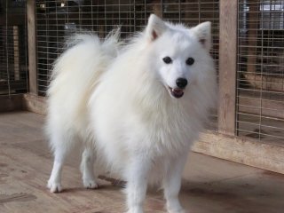 珍しい犬種を語りたい！